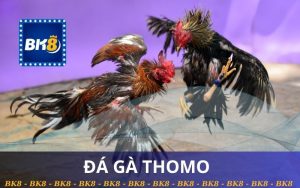 XEM LIVE ĐÁ GÀ THOMO TỪ BK8